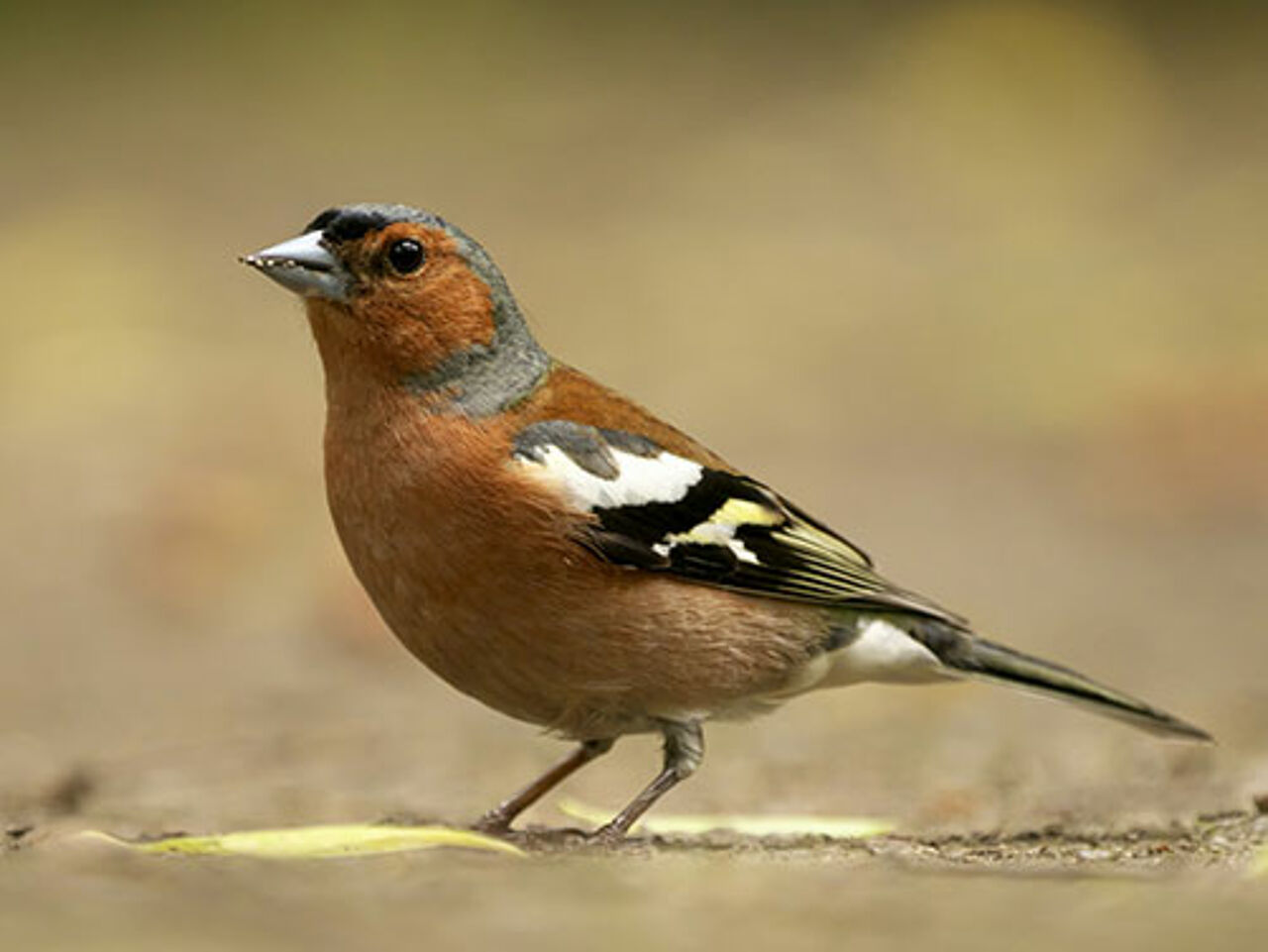 Foto: Fotolia/silkehuettche