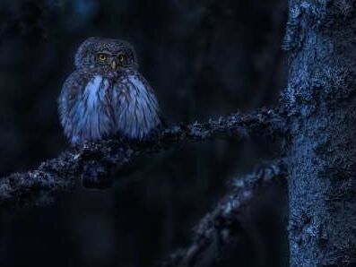 Naturvermittlung in der Nacht