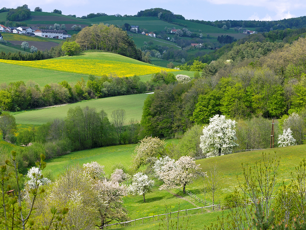 Heckenlandschaften / Feldflur