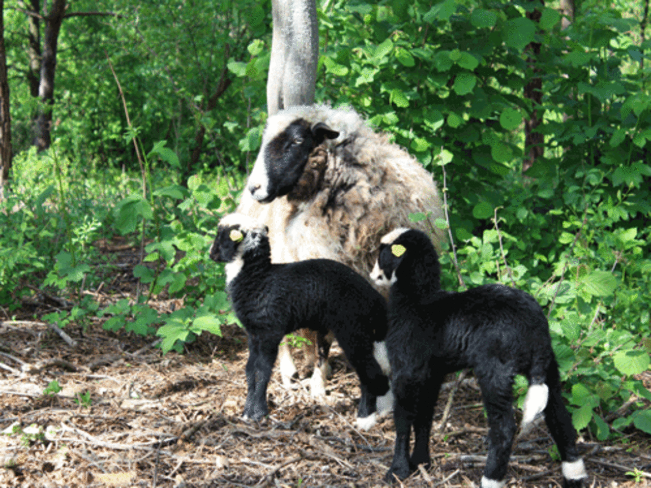 Foto: Biohof Wildnisleben