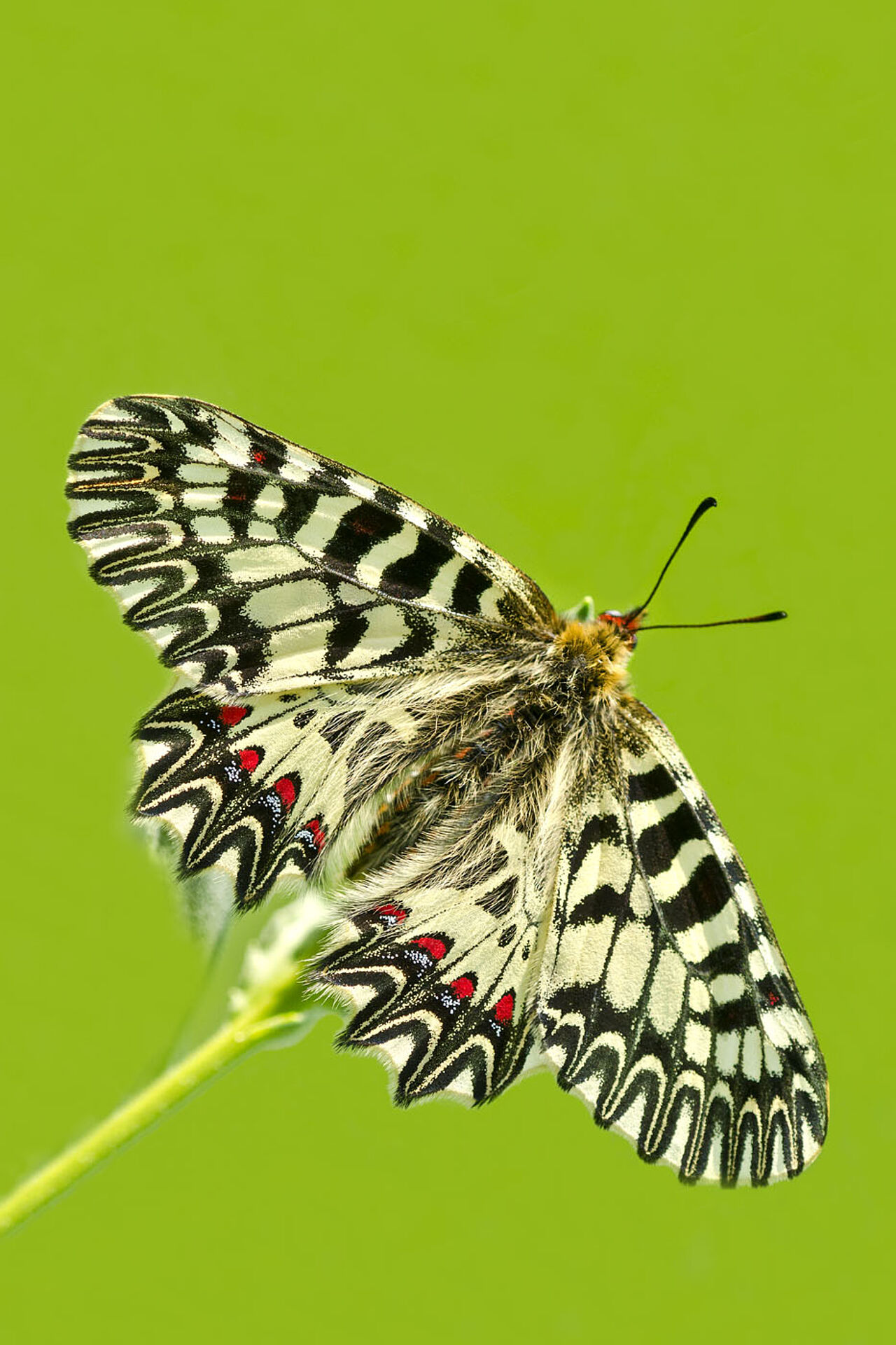 Foto: Herfried Marek