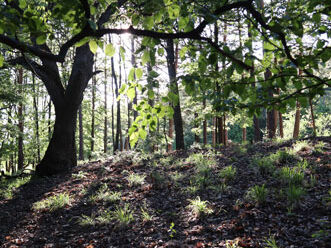 Wald und Naturpark im Klimawandel