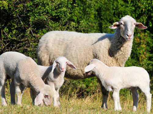 Foto: Verein Naturparke Niederösterreich / Fotograf: www.pov.at Merinoschaf