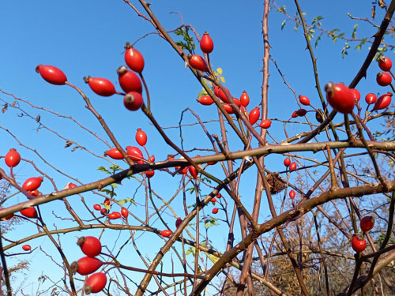 Foto: Eveline's Marmeladen