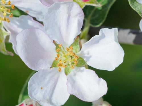 Foto: Ewald Neffe Weberbartlapfel