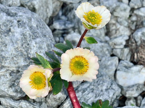 Foto: Herfried Marek Gletscherhahnenfuß