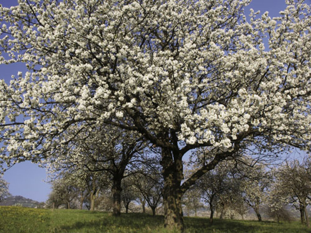 Foto: Naturpark Rosalia Kogelberg