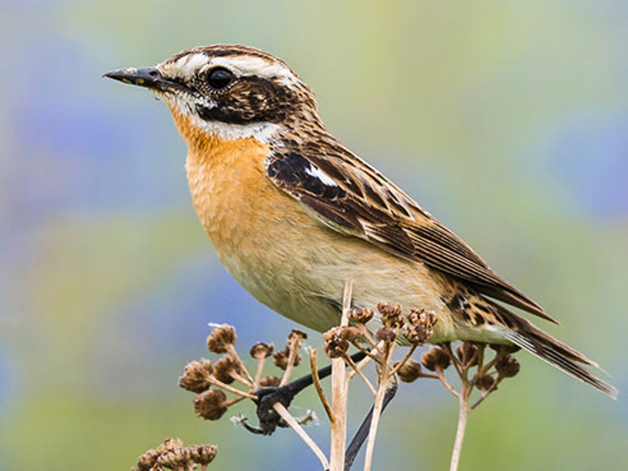 Foto: Fotolia/mirkograul