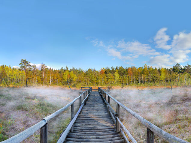 Foto: Horst Dolak / Naturpark Heidenreichsteiner Moor