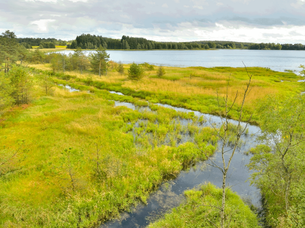 Heidenreichsteiner Moor