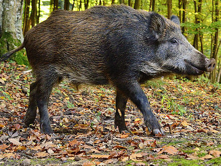 Foto: E. Neffe Wildschwein