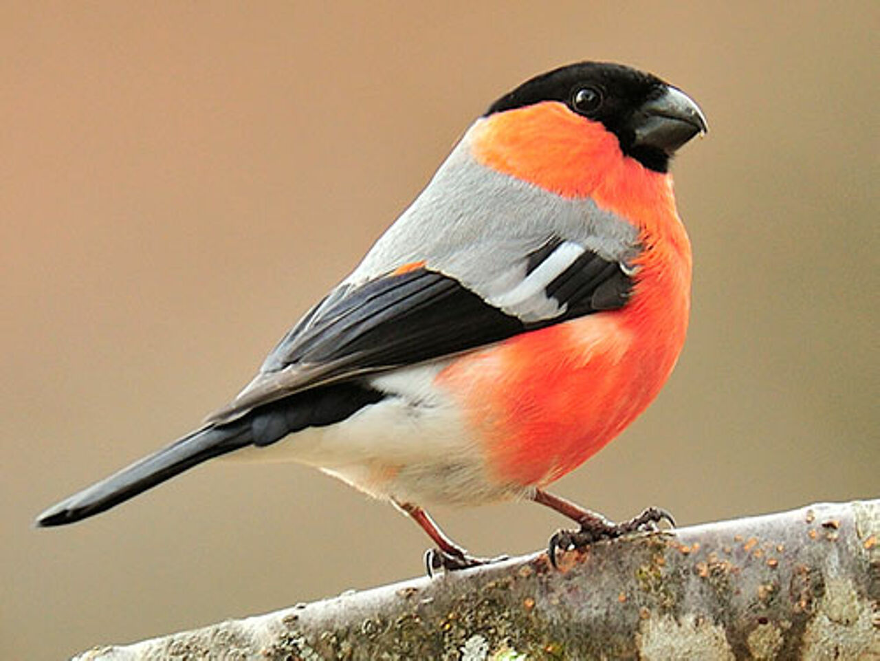Foto: Herfried Marek