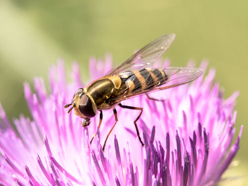 Insektenreiche Naturparke
