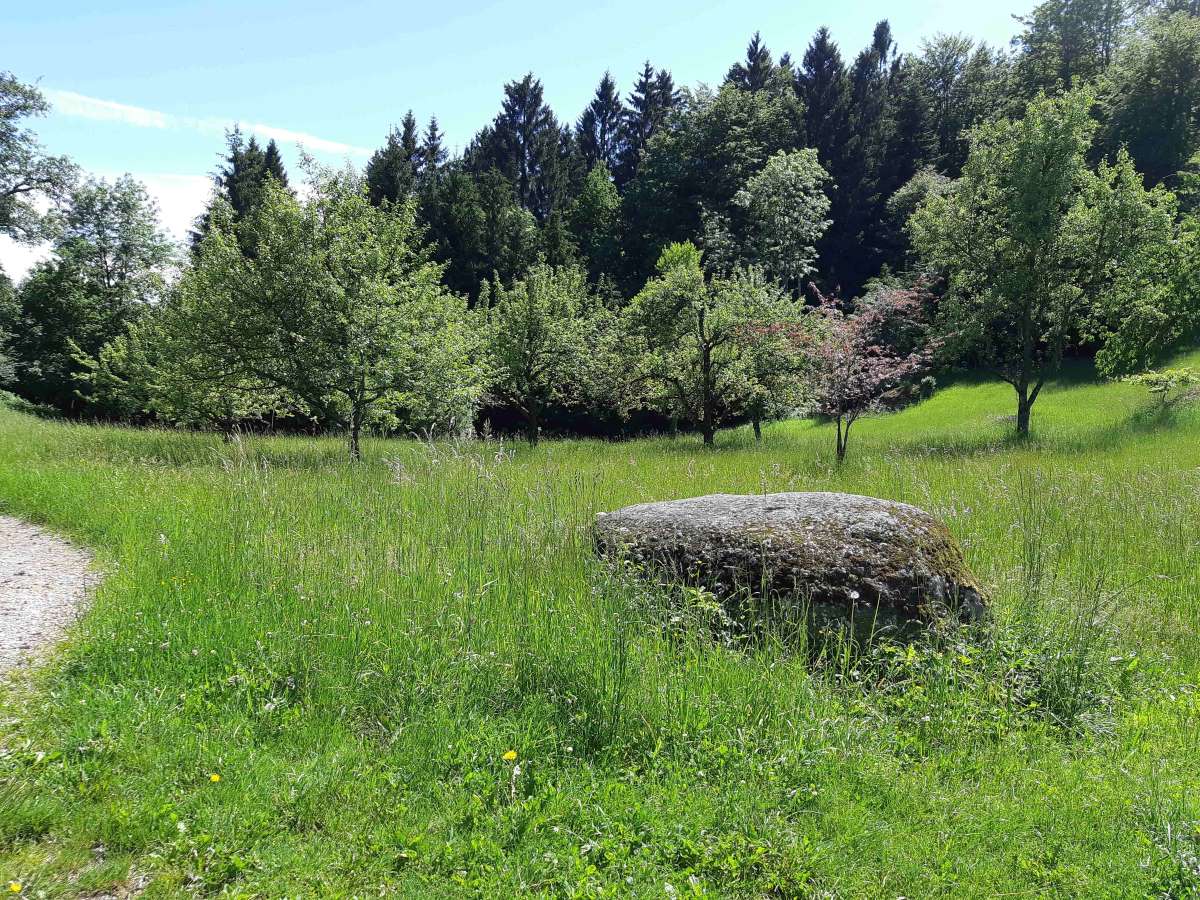 Blühfläche im Naturpark Mühlviertel, Foto: Maria Schipke