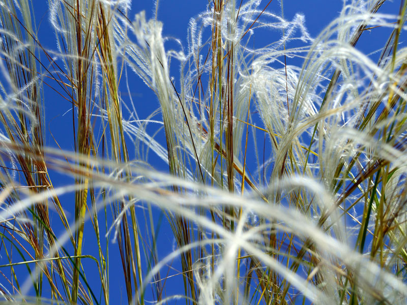 Gräser: Federgras (Stipa), Foto: Pixabay