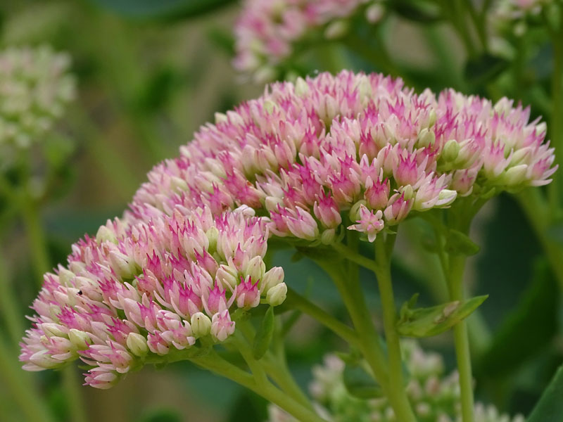 Krautige Stauden: Fette Henne (Sedum), Foto: Pixabay