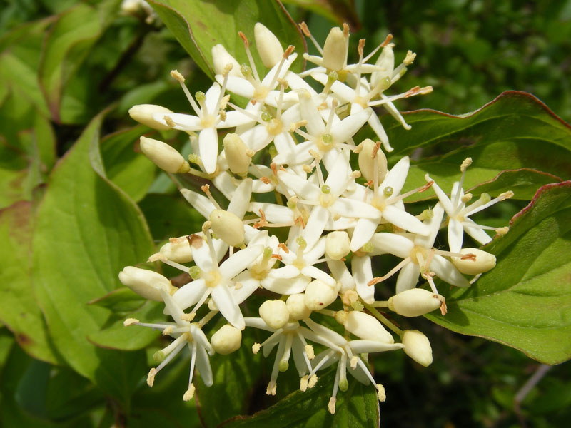 Sträucher: Roter Hartriegel (Cornus sanguinea), Foto: Pixabay