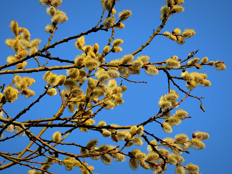 Sträucher: Salweide (Salix caprea), Foto: Pixabay