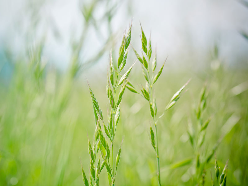 Gräser: Schwingel (Festuca), Foto: Pixabay