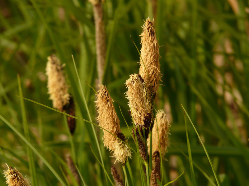 Gräser: Seggen (Carex), Foto: Pixabay