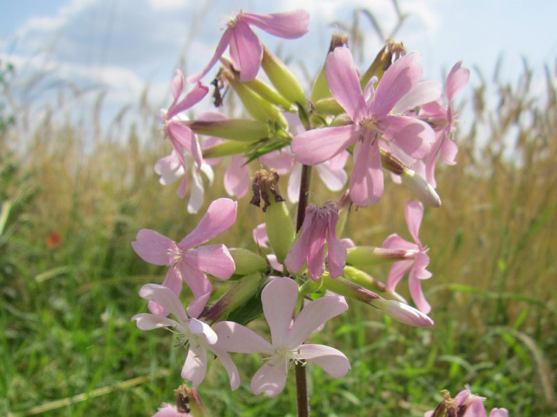 Krautige Stauden: Seifenkraut (Saponaria officinalis), Foto: Pixabay