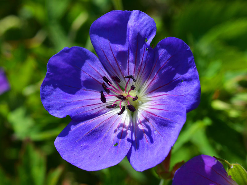 Krautige Stauden: Storchschnabel (Geranium), Foto: Pixabay