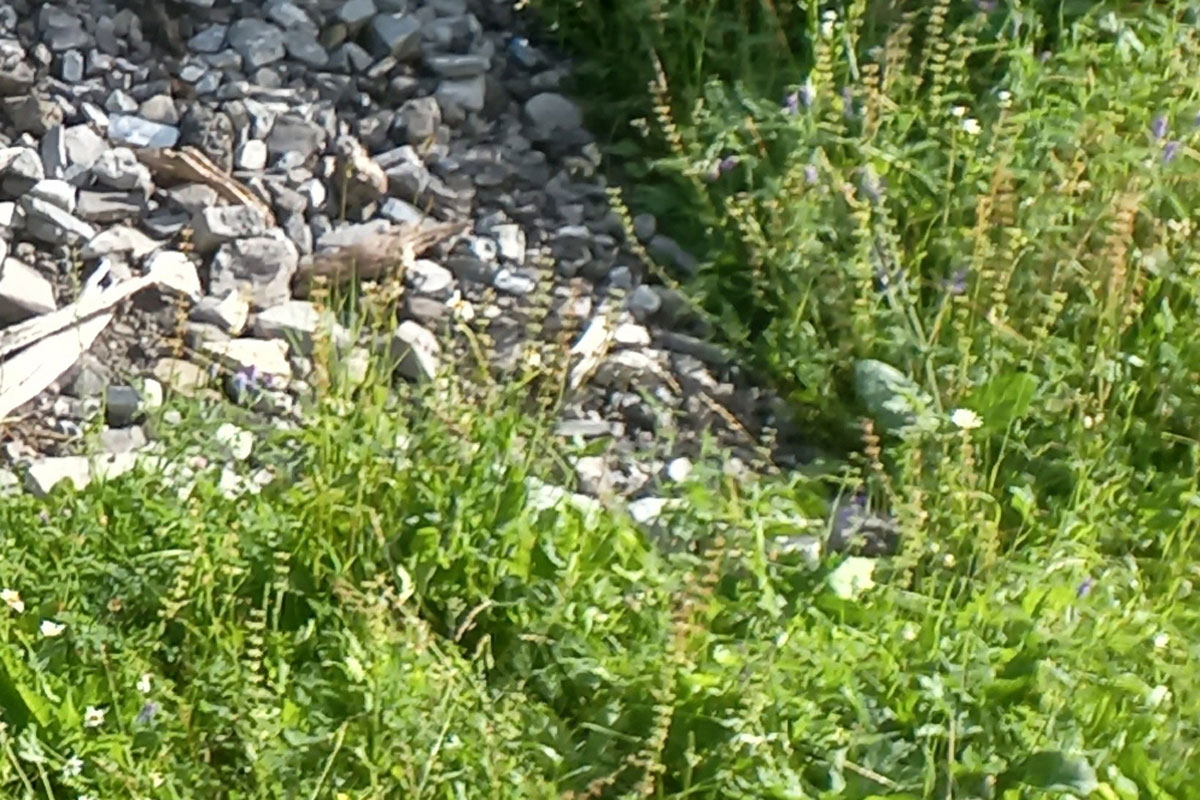 krautiger Saum im Randbereich der Steinlinse, Foto: Naturpark Weissensee
