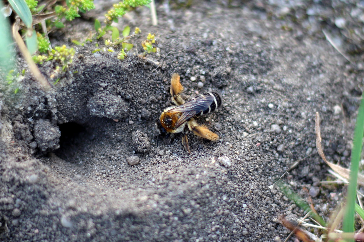 Sandfläche als Nistlebensraum, Foto: Pixabay