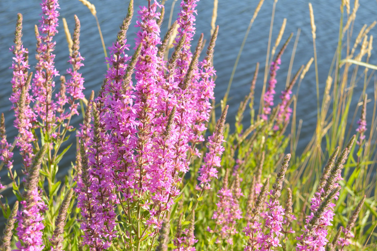 Ufervegetation: Blutweiderich, Foto: Pixabay