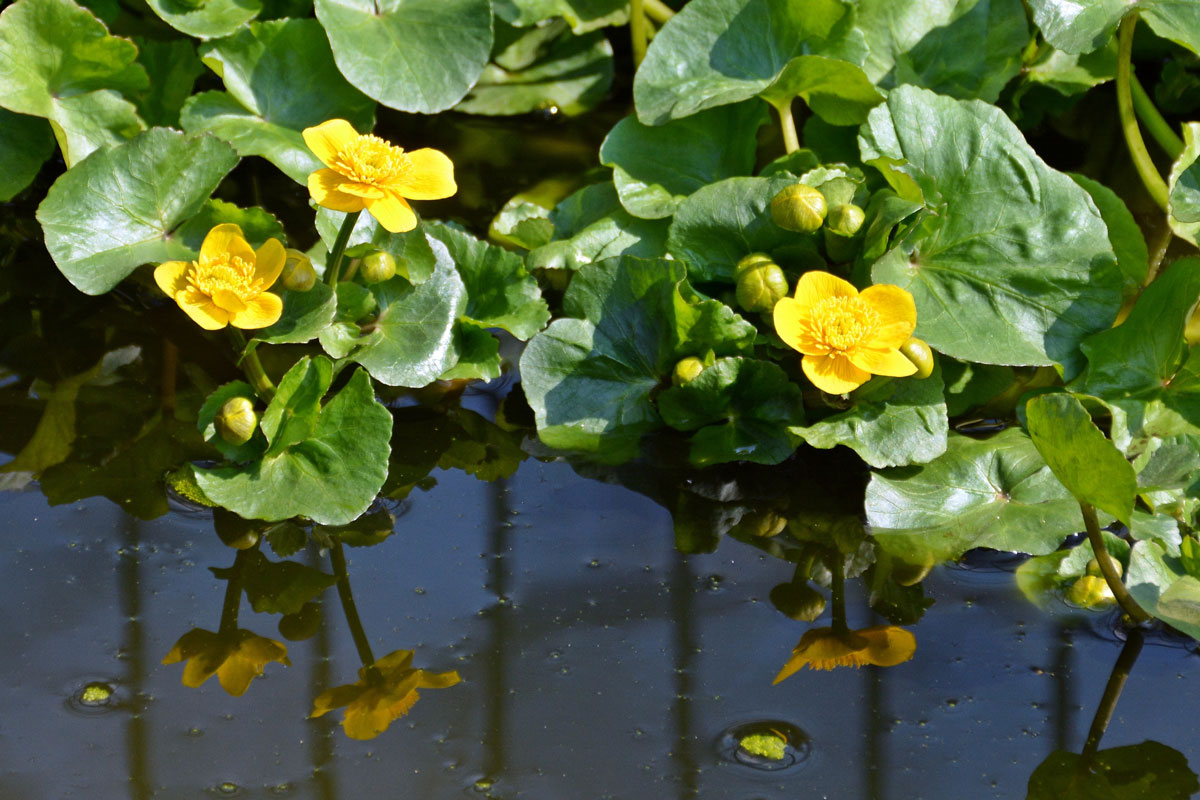 Ufervegetation: Sumpfdotterblume, Foto: Pixabay
