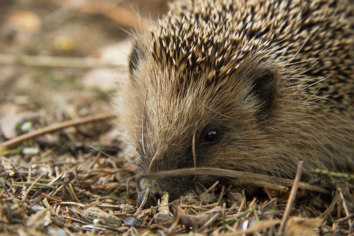 Foto: Pixabay/Jakob Wiesinger