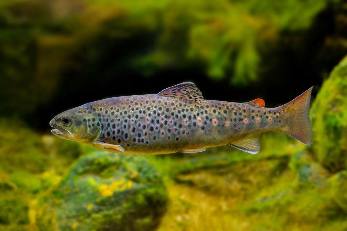 Foto: AdobeStock/Vera Kuttelvaserova