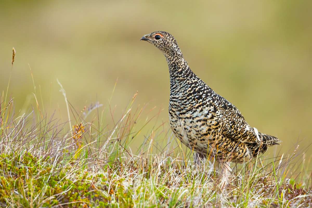 Foto: WildMediaSK