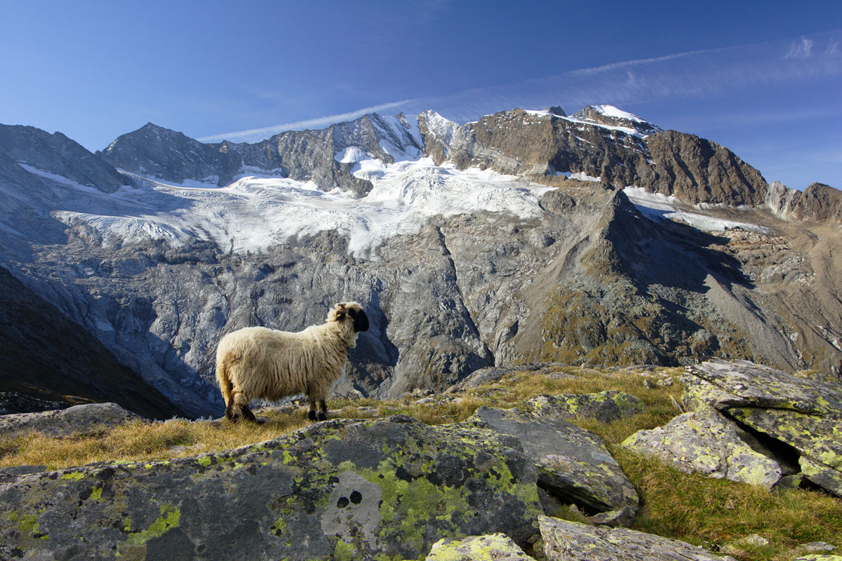 Foto: Hochgebirgs-Naturpark Zillertaler Alpen