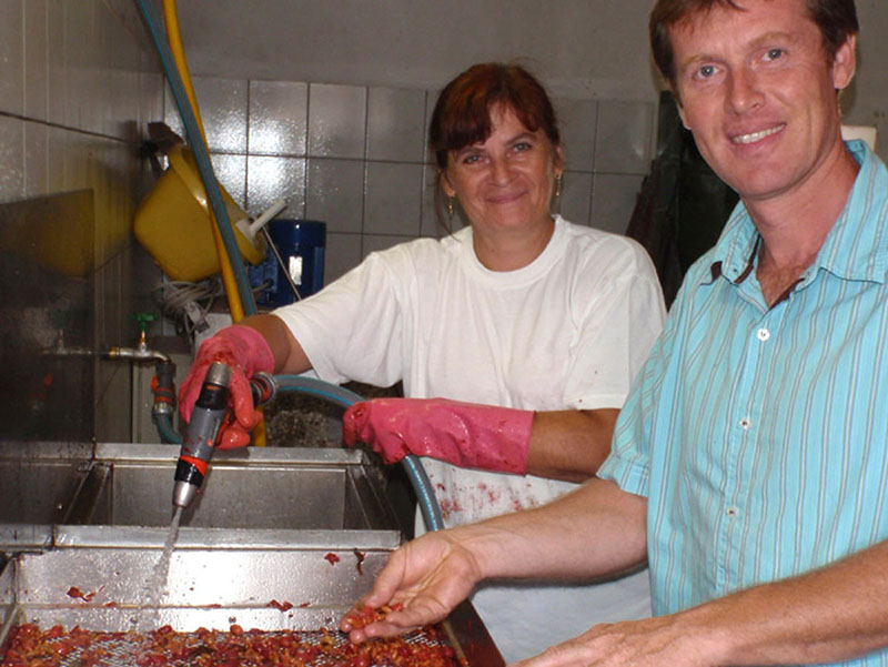 Die Früchte werden zur Samengewinnung von Andreas Paschka (Obmann der Regionalen Gehölzvermehrung) gereinigt.