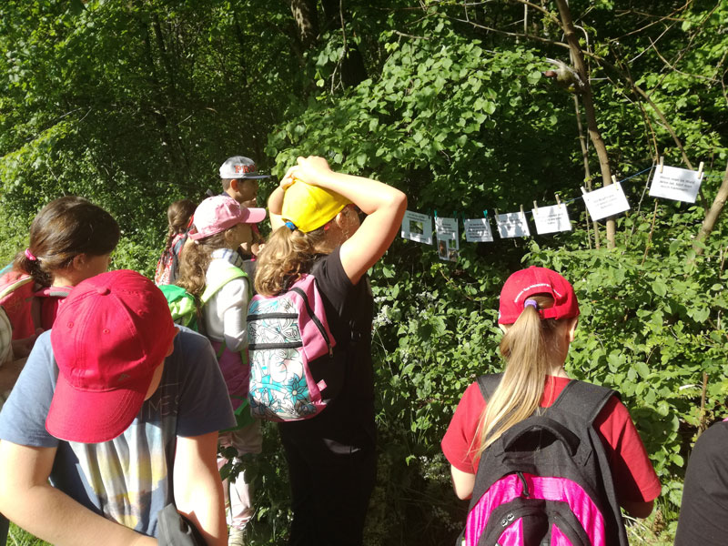 ... und können an verschiedenen Stationen Wissenswertes zu den Flugkünstlern im Naturpark erfahren ... Foto: Verein Naturpark Dobratsch