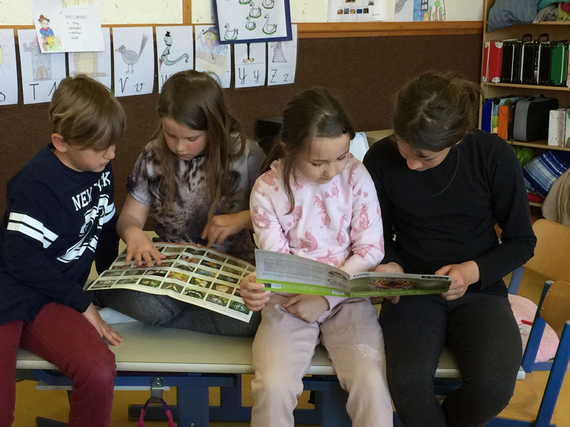 In der Volksschule Rechnitz im Naturpark Geschriebenstein-Írottkö verfolgen die Kinder mit Begeisterung den Weg von der Raupe über die Puppe bis hin zum Schmetterling live mit. Foto: VS Rechnitz 