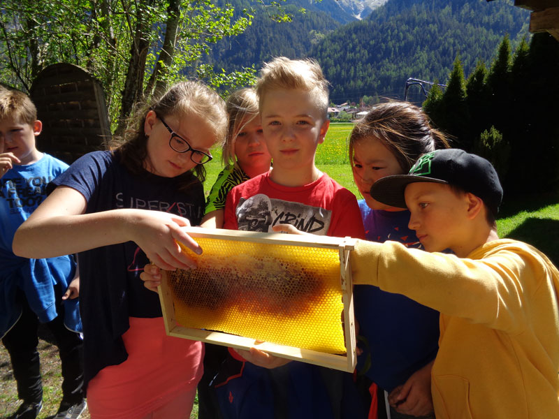 Im Naturpark Tiroler Lech hat sich die Naturpark-Volksschule Elmen an der Aktion beteiligt. Die Schülerinnen und Schüler und ihre Lehrpersonen durften dem heimischen Imker Werner Köck einen Besuch abstatten ... 
Foto: Simon Walch