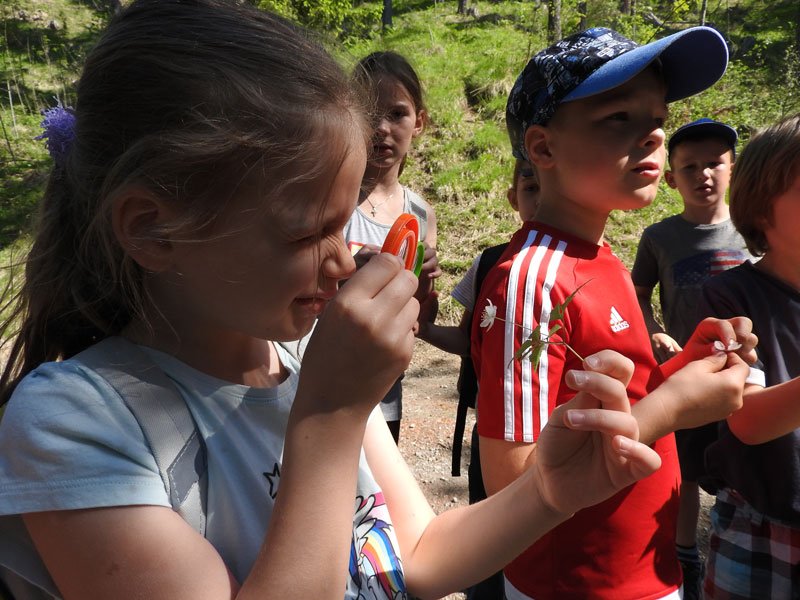 Im Naturpark Weissensee betrachten die Kinder der Volksschule Weißensee den Zusammenhang von „Blümchen und Bienen“ genauestens ... 
Foto: Gilbert Sattlegger