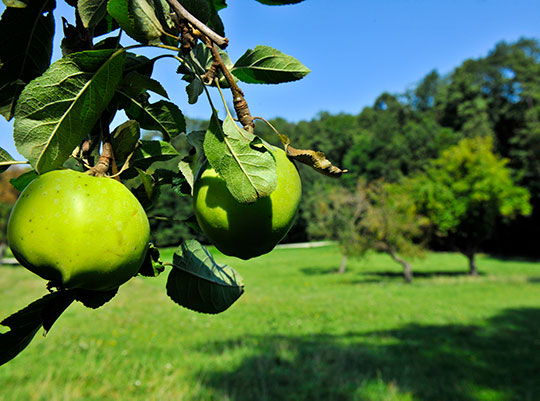 Obstkulturen