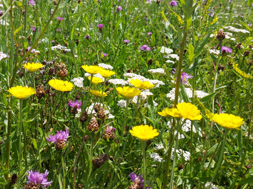 Blühflächen und Blumenwiesen