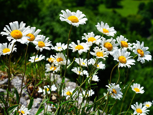 Große Wiesen-Margerite