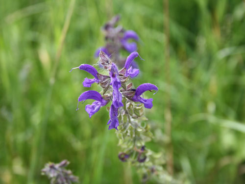 Wiesen-Salbei