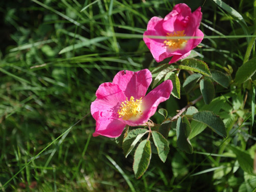 Alpen-Heckenrose