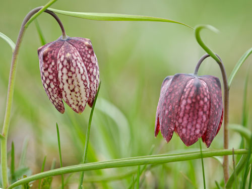 Schachblume