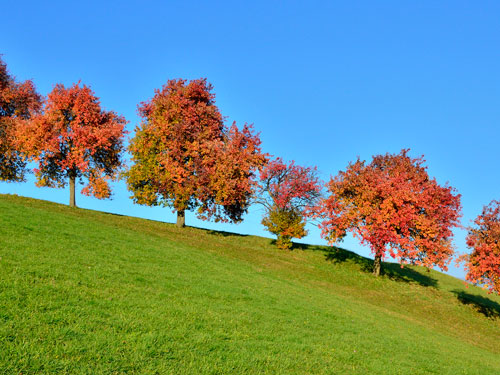 Hirschbirne