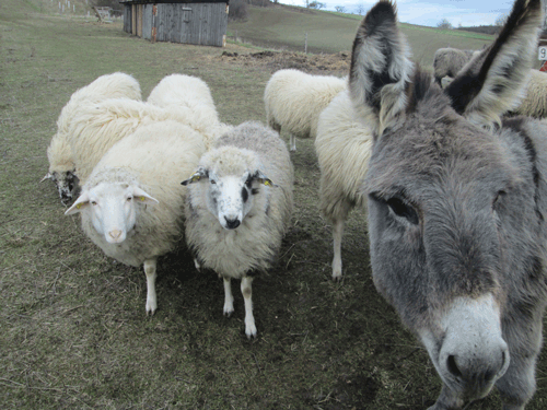 Biohof Wildnisleben