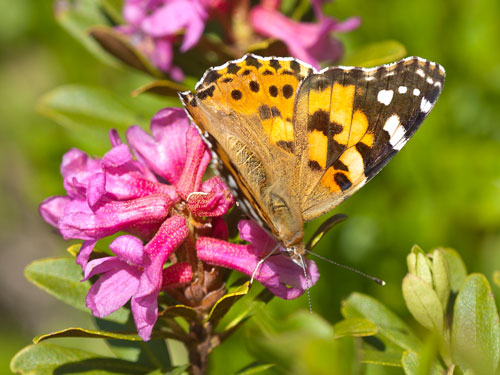 Biologische Vielfalt