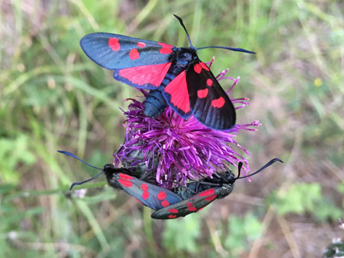 Schwerpunkt Insekten