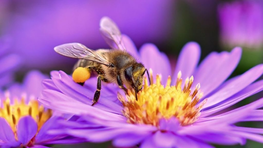 Biene mit Pollenhöschen auf einer violetten Blüte